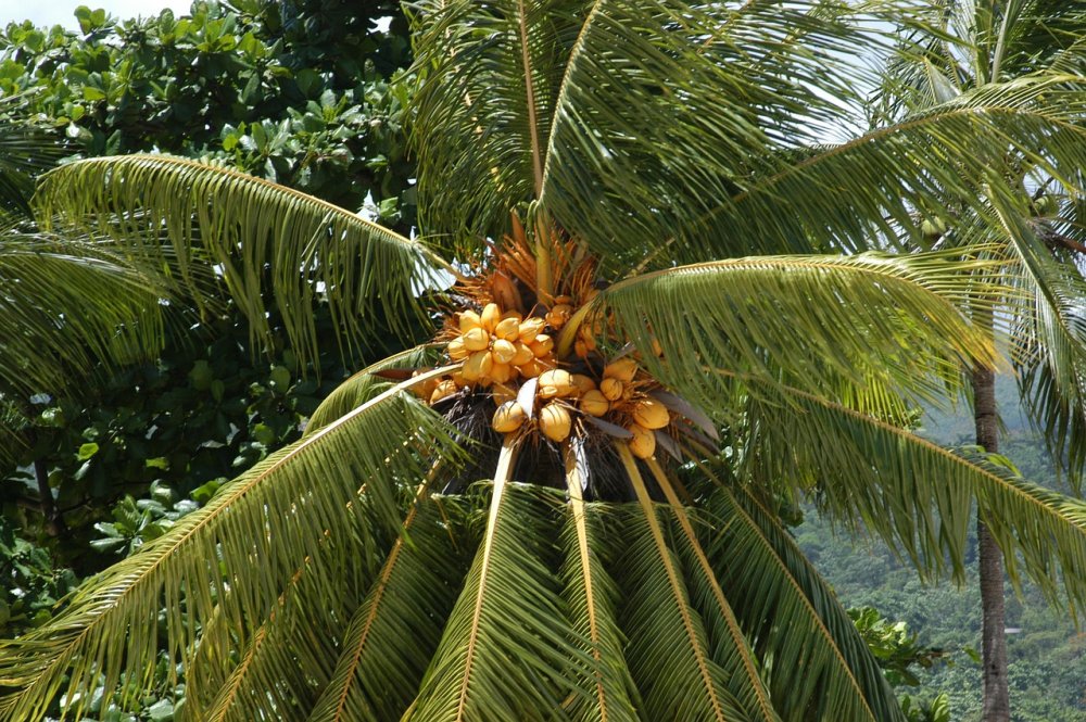 Бразилия кокосовые пальмы