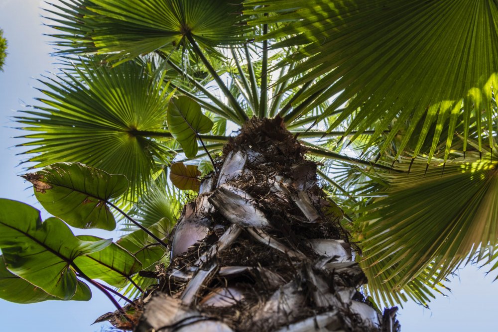 Кокосовая Пальма в солнечных лучах