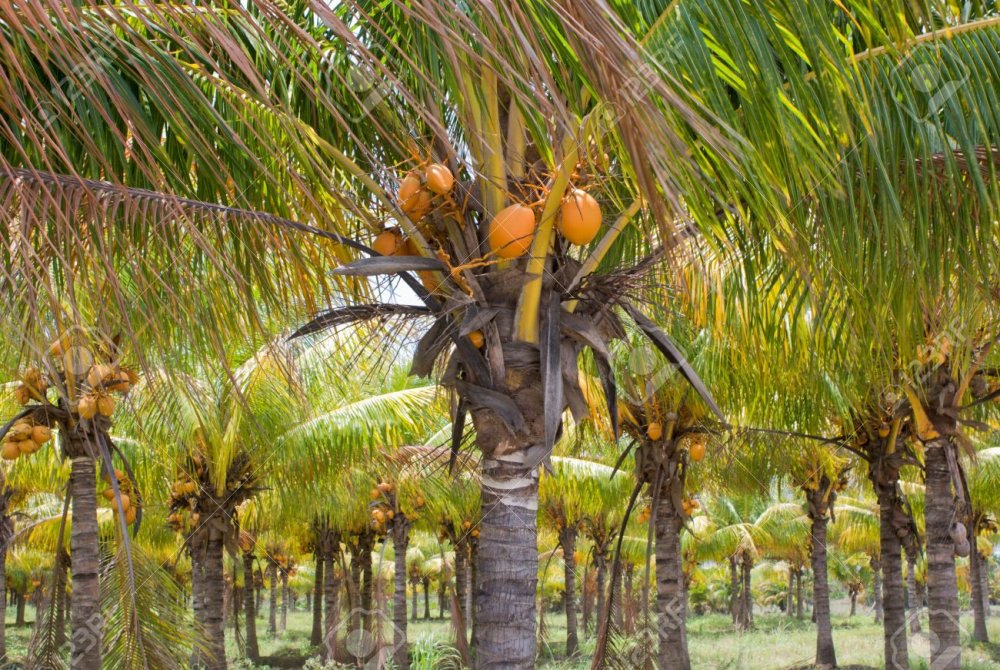Пальма манго