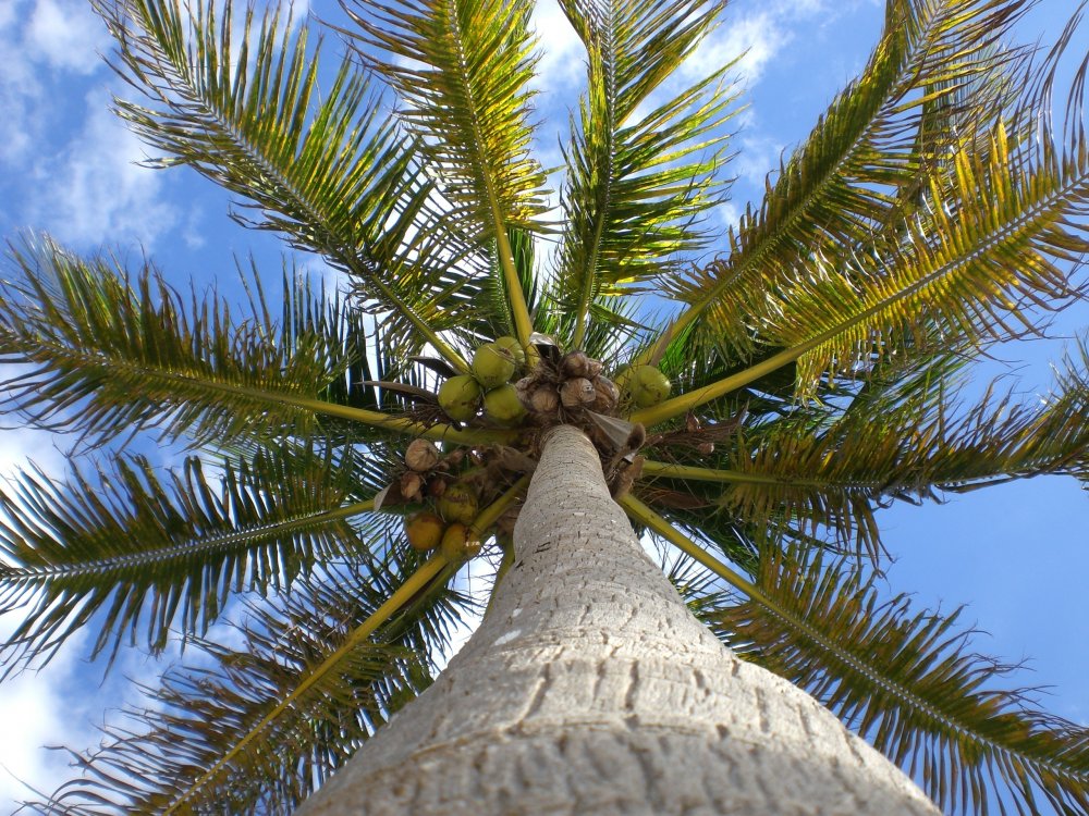 Кокосовая Пальма в Индонезии