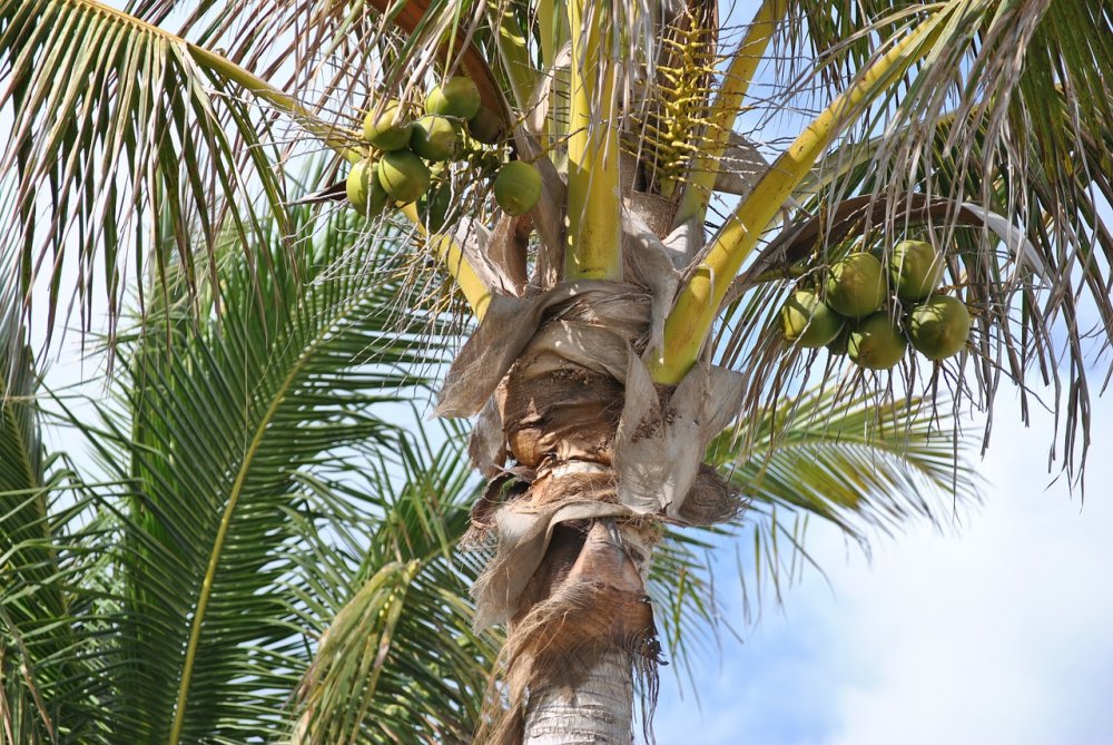 Ареал кокосовых пальм