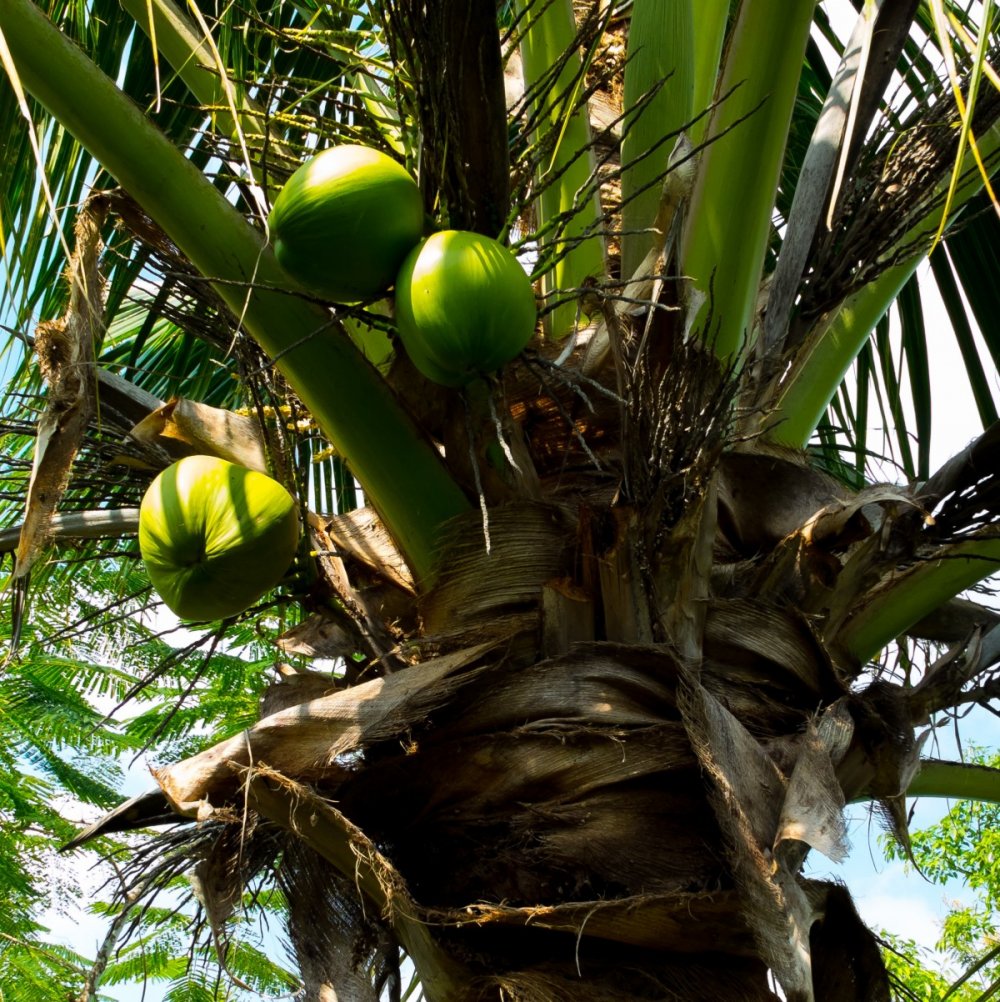 Древесина пальмы