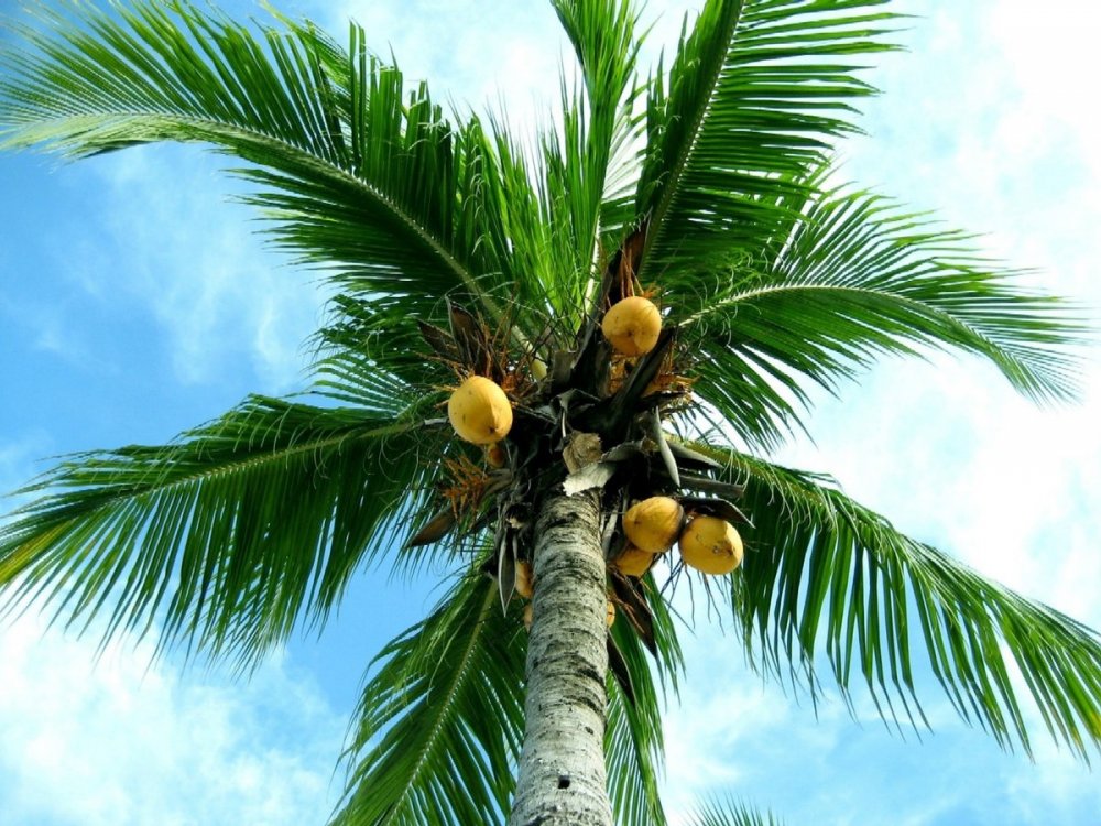Пальмы лонтар
