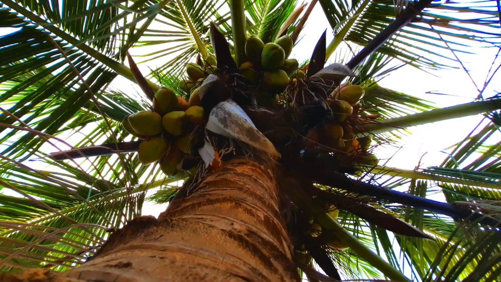 Тропическое дерево Пальма