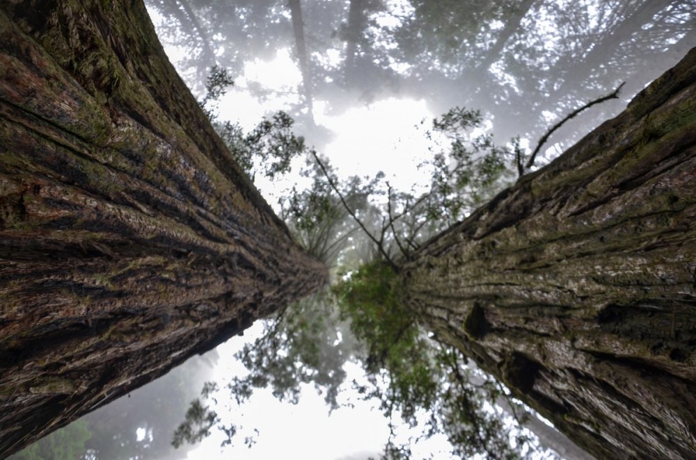 Прибрежная Секвойя Sequoia sempervirens