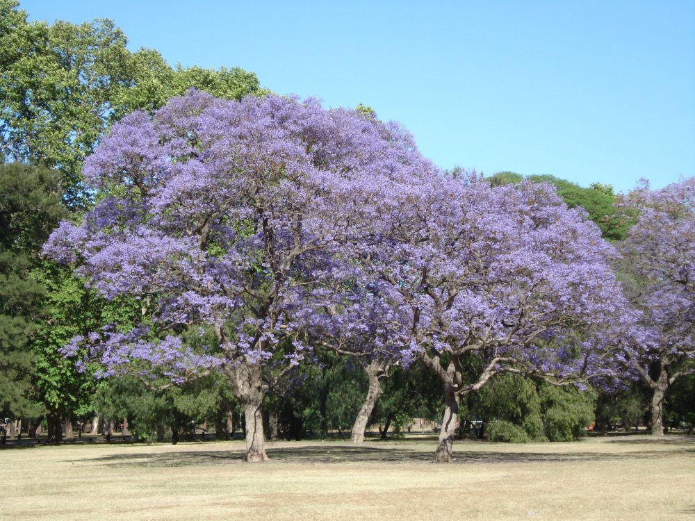Буэнос Айрес цветущие деревья