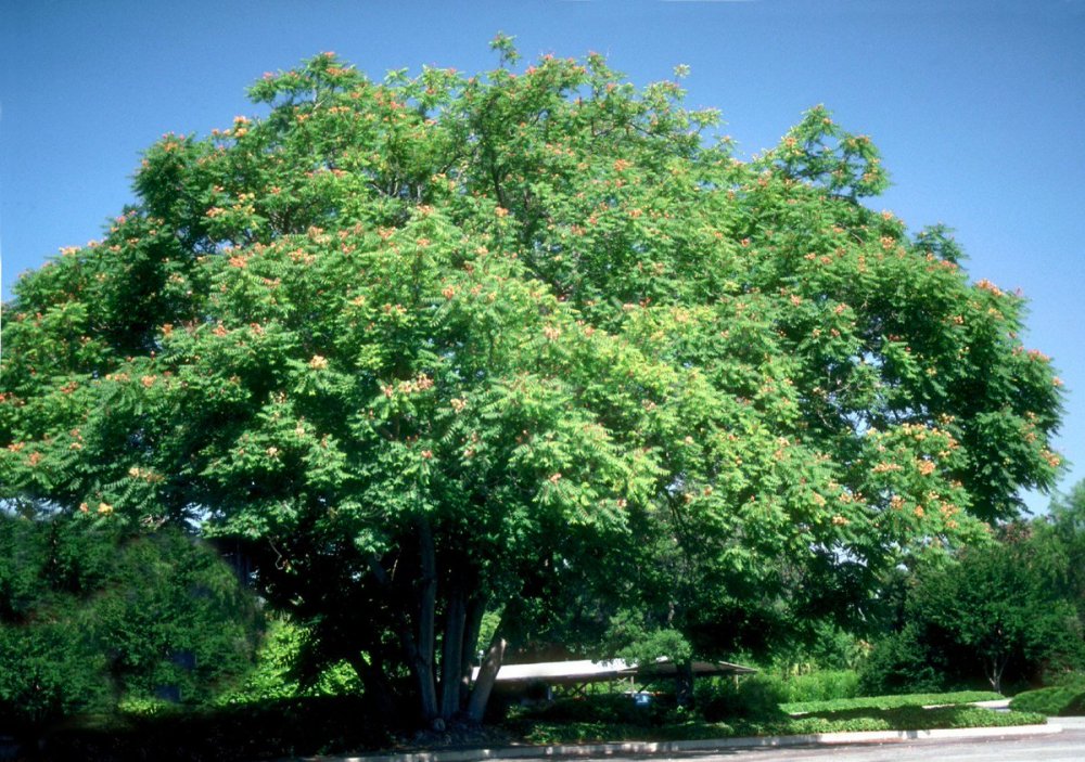 Ailanthus altissima Айлант высочайший
