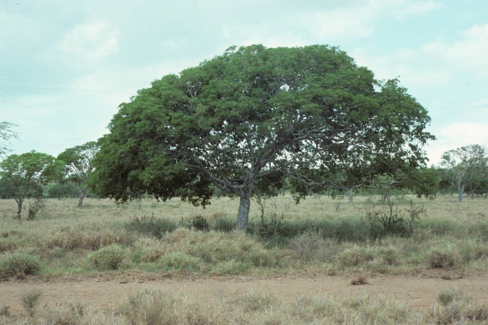 Гваяковое дерево древесина