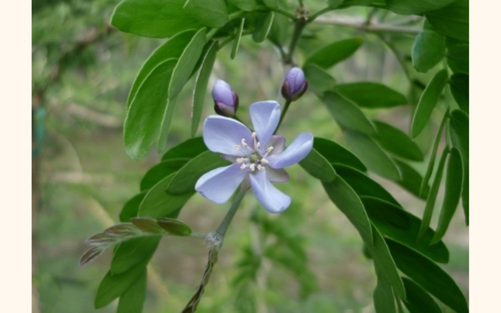 Цветок: гваяковое дерево Ямайки