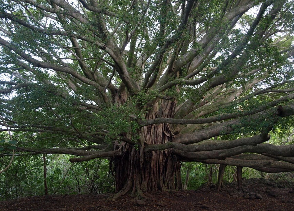 Эбеновое дерево в экваториальном лесу