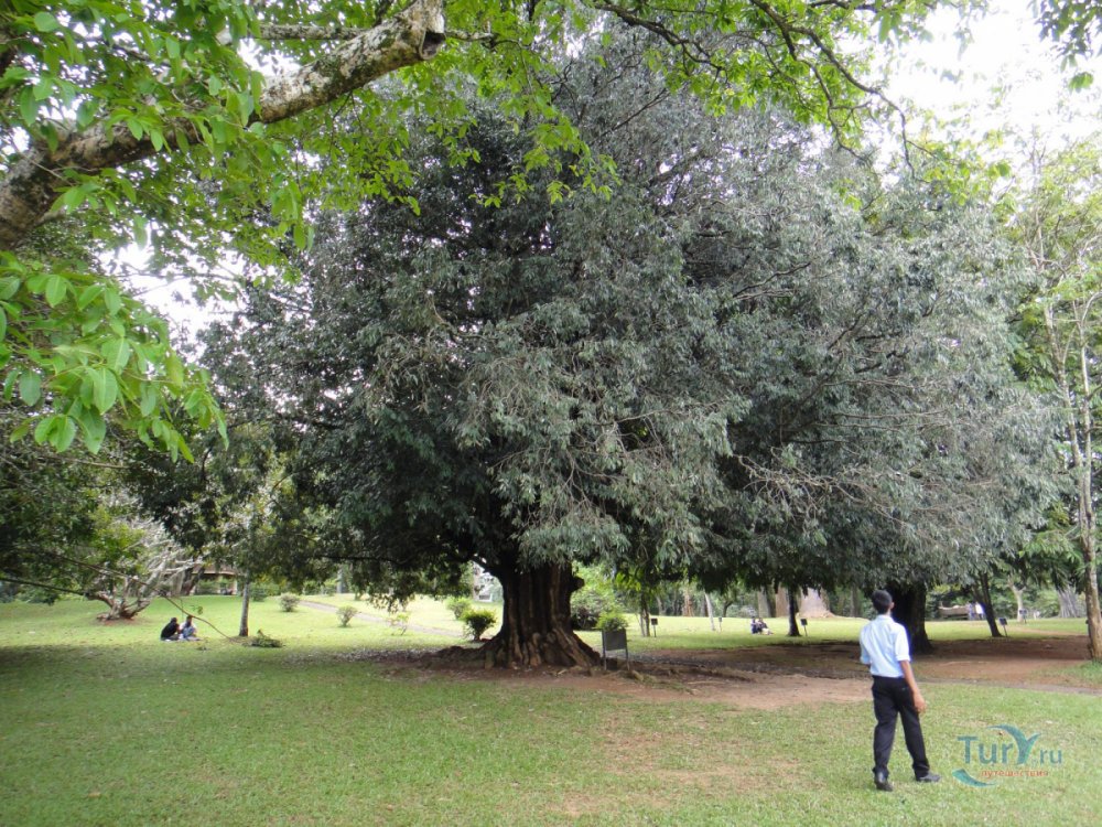 Бакаутовое дерево фото