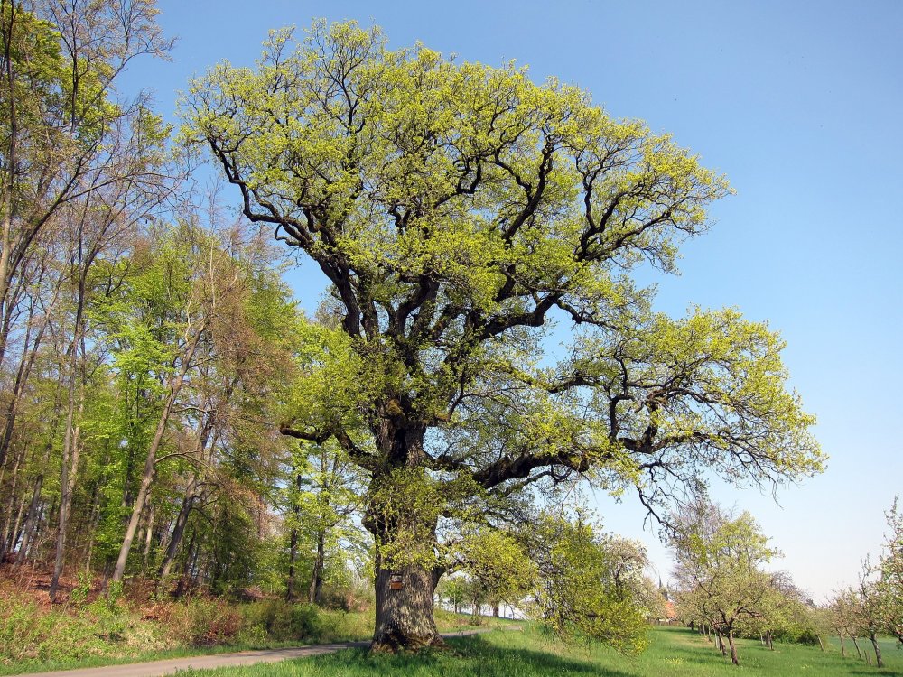 Дуб Пиренейский дерево