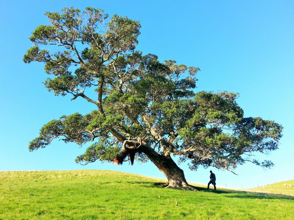 Дерево монокас Португалия
