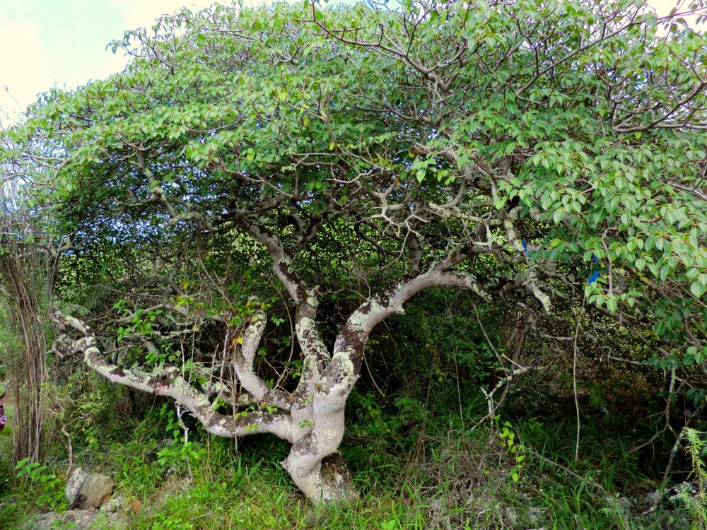 Железное дерево Бакаут