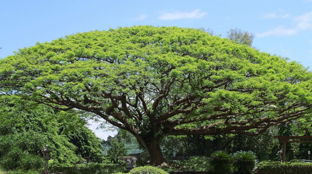Гавайское дерево КОА