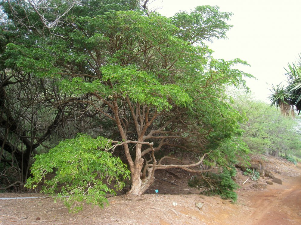 Бакаутовое дерево