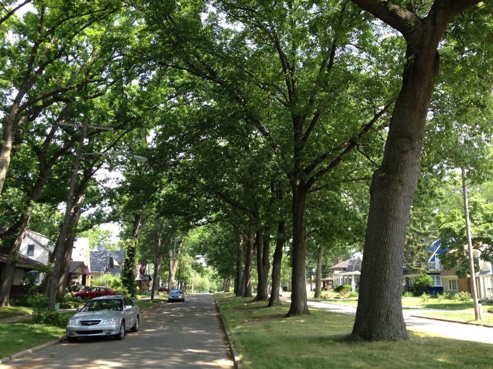 Улица с деревьями