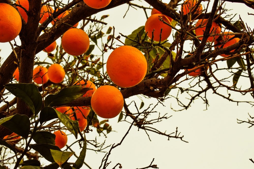 Оранжевое дерево Геншин