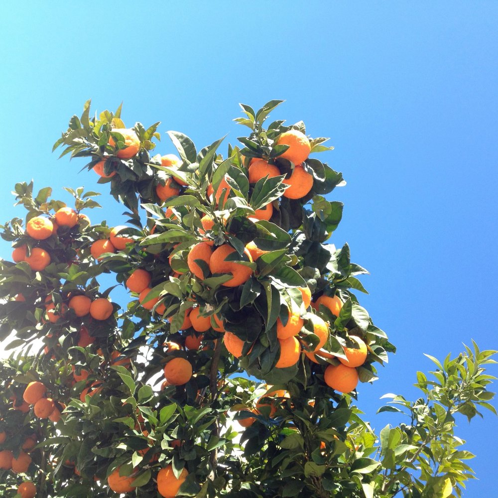 Апельсин дерево