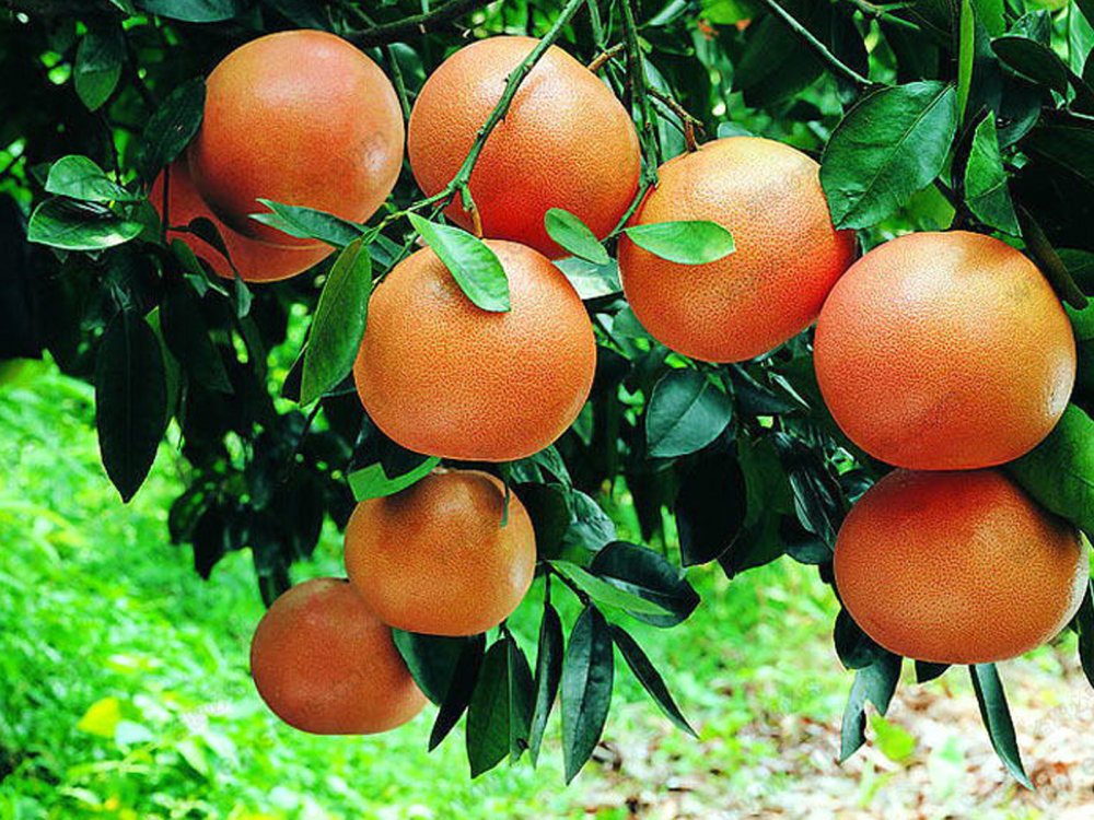Грейпфрутовые деревья Барбадоса