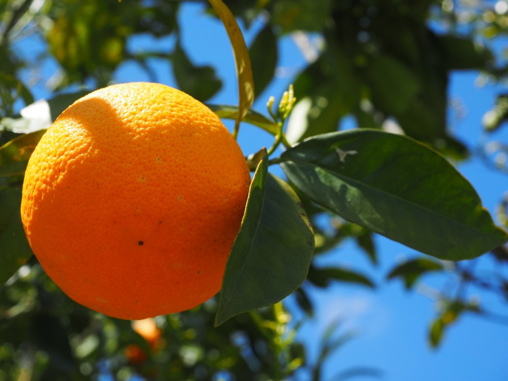 Цитрусовые апельсин