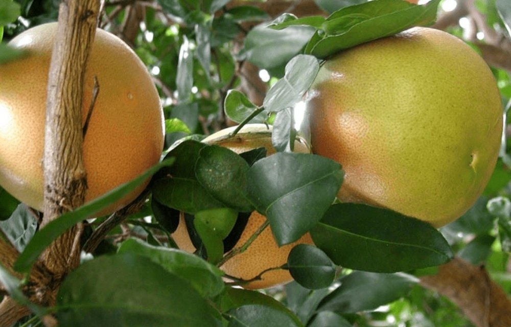 - Грейпфрут (Citrus Paradisi) цветы