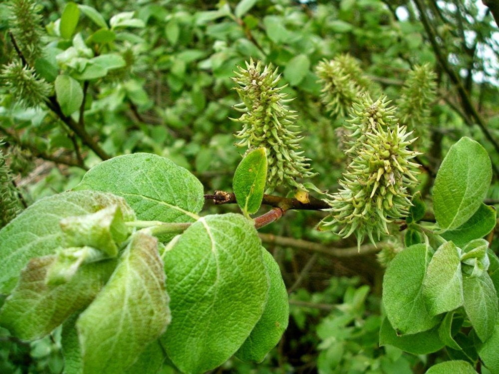 Ива бредина (Salix caprea)