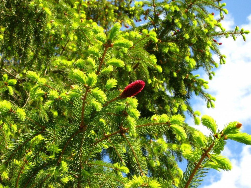 Picea Abies tabuliformis