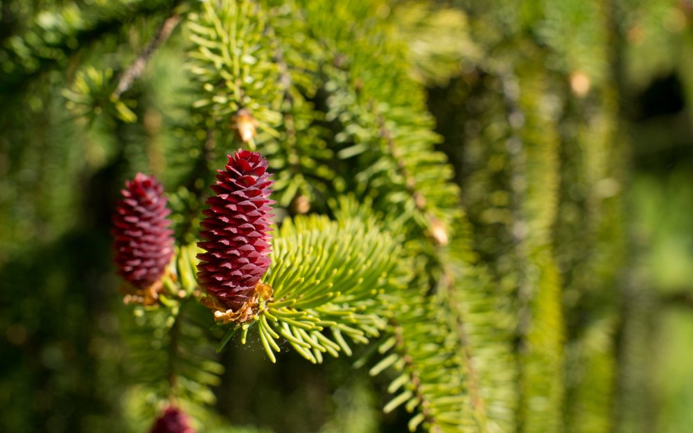 Ель Аянская (Picea jezoensis)