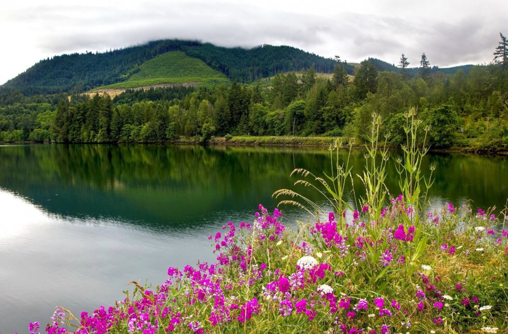 Природа лес озеро лето река цветы