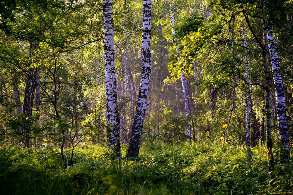 Природа Кировской области лес березы
