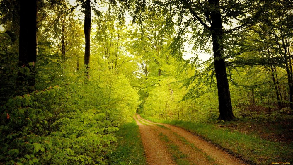 Природа дорога лес