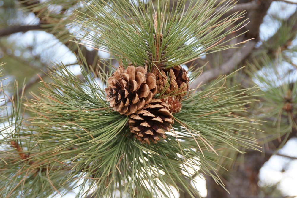 Pinus nigra шишка