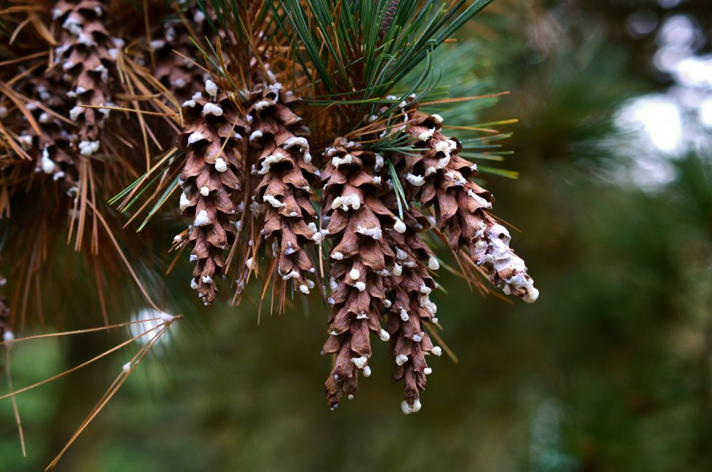 Pinus strobus шишки
