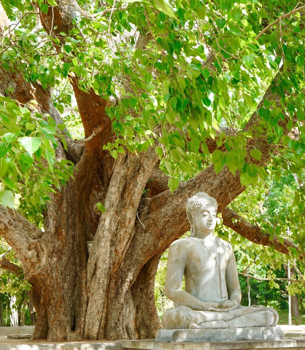 Дерево Ficus religiosa