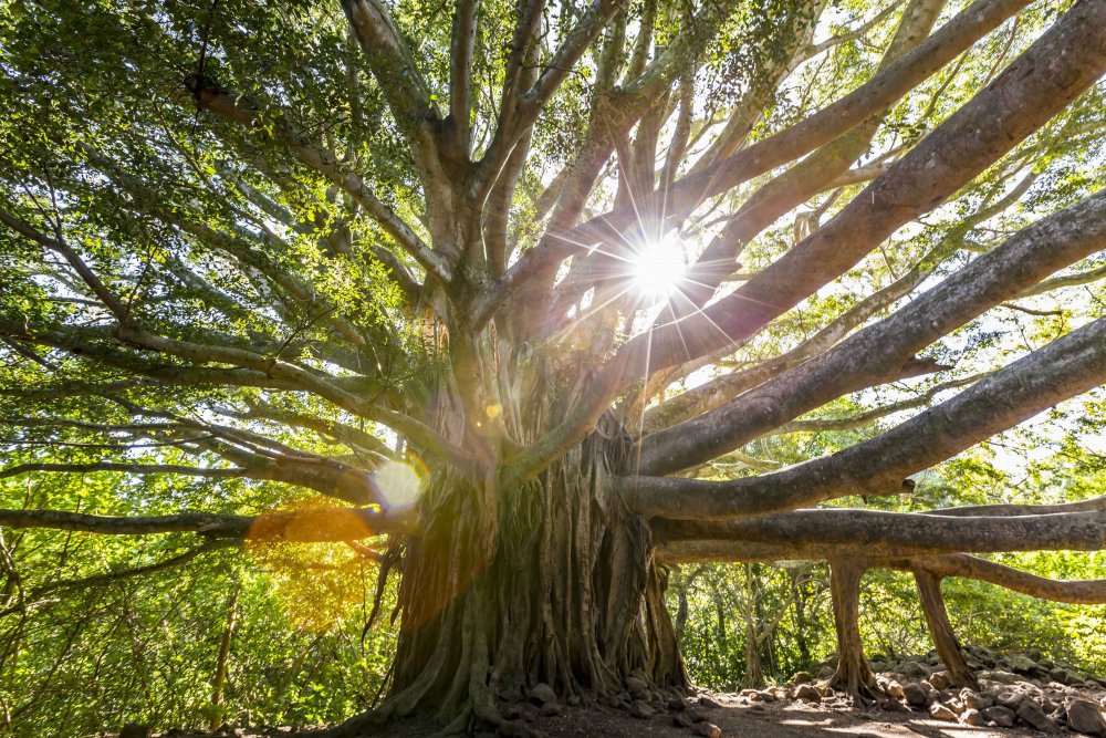 Дерево Будды фикус