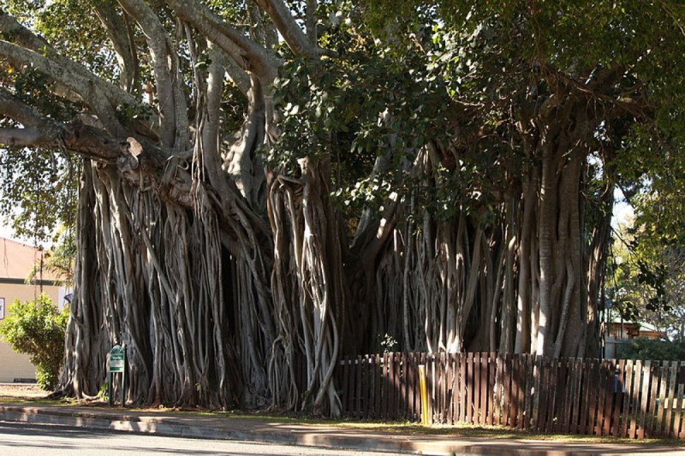 Анурадхапура Шри Ланка дерево Бодхи