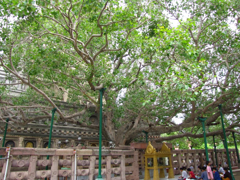Дерево Ананда Бодхи