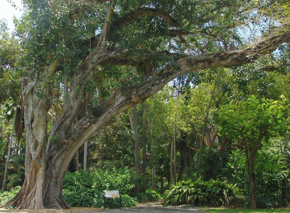 Сандаловое дерево Бодхи