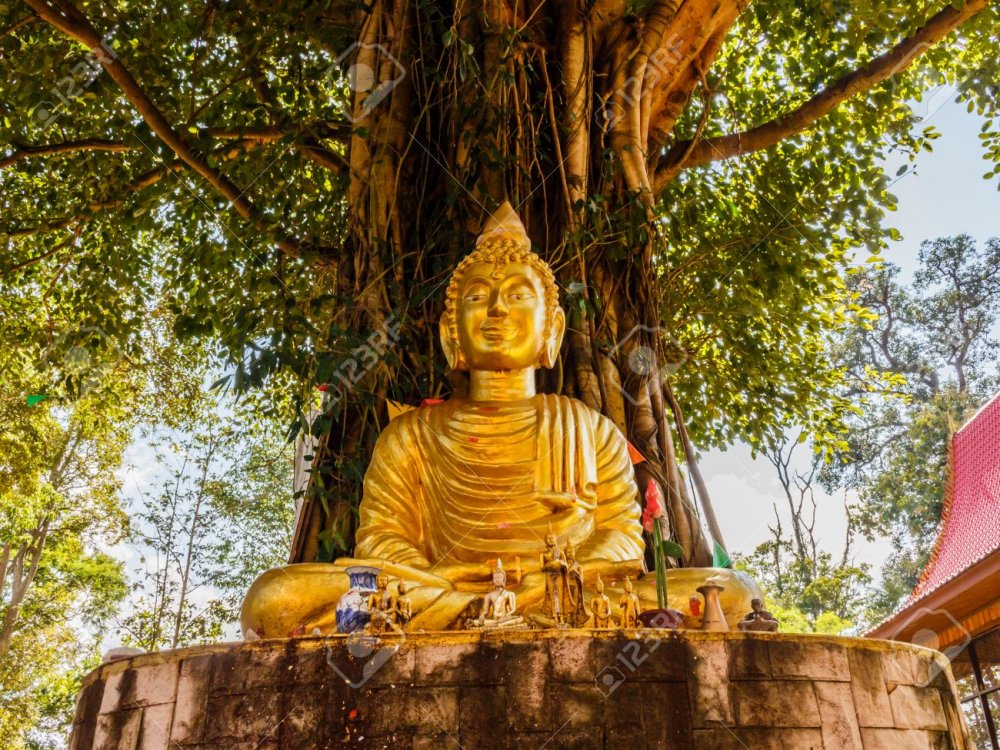 Дерево Бодхи в Тайланде