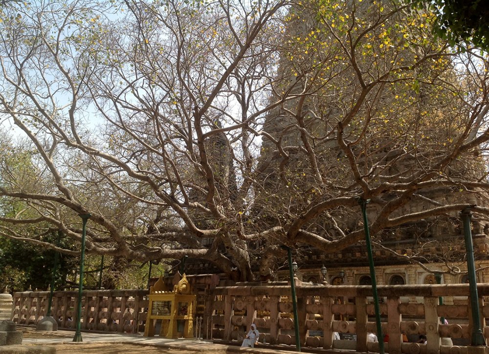 Будда под деревом Бодхи