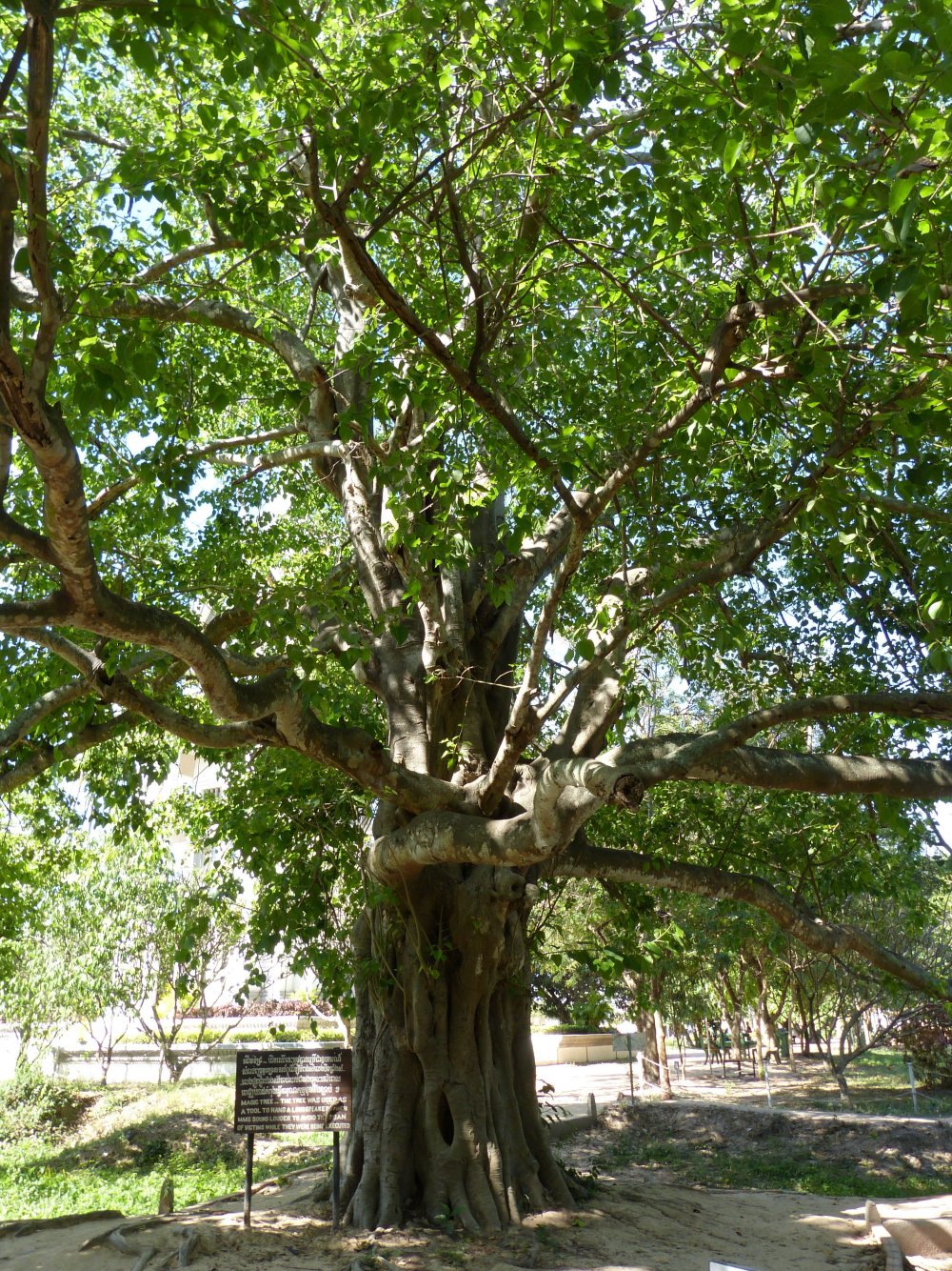 Дерево Бодхи Шри Ланка