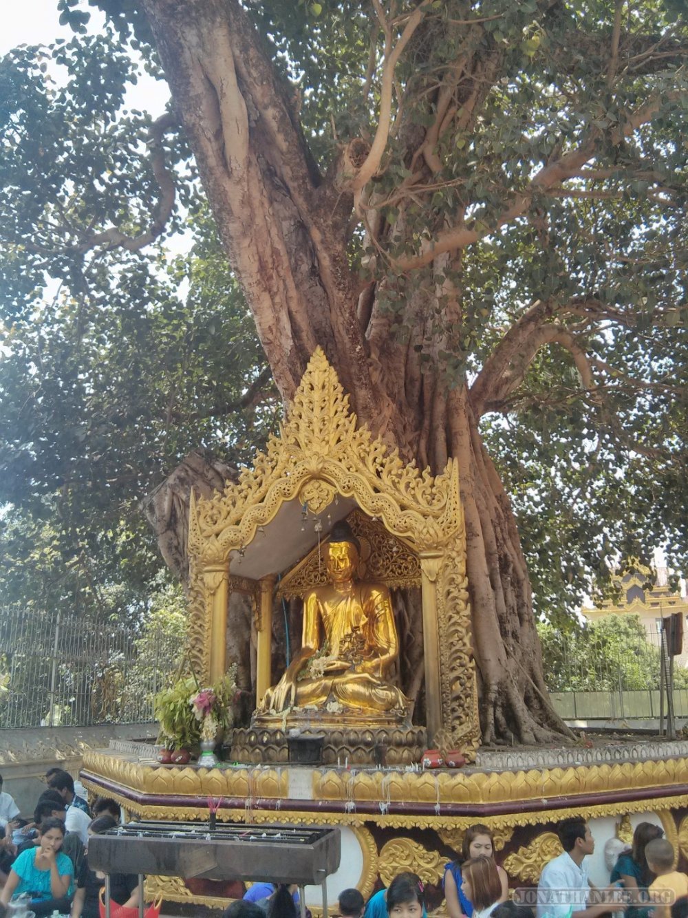 Раскидистое дерево Бодхи фото