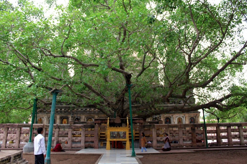Бодхгая дерево