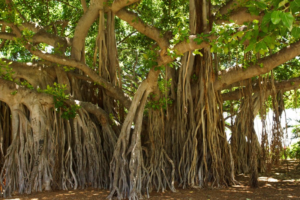 Священное дерево Бодхи Шри Ланка