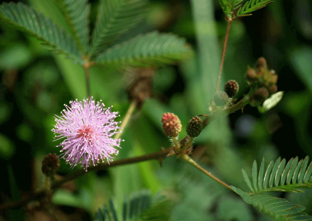 Мимоза стыдливая (Mimosa pudica).