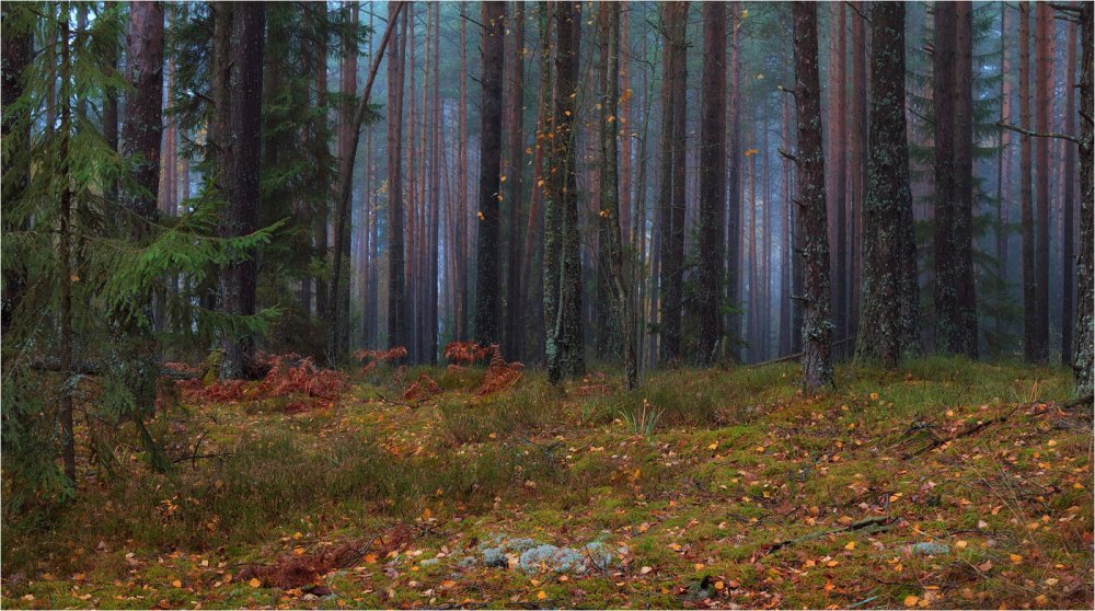 Осенний лес Сосновый Бор