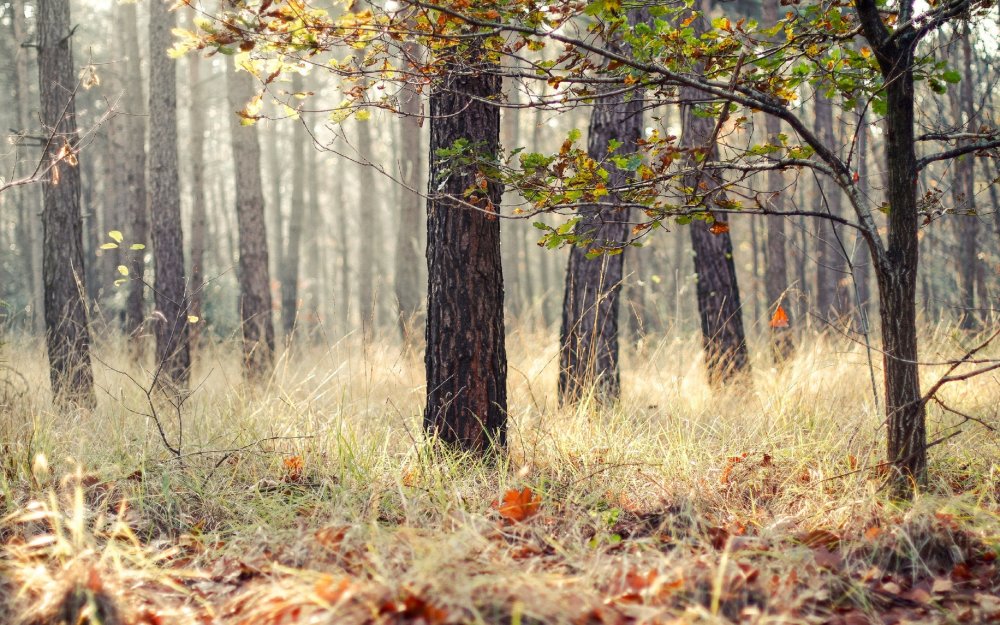 Осенний сухой лес