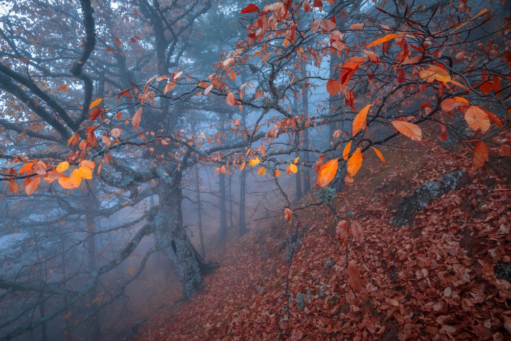 Поздняя осень в лесу
