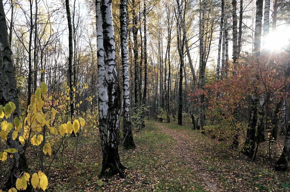 Панорама осеннего леса поздняя осень
